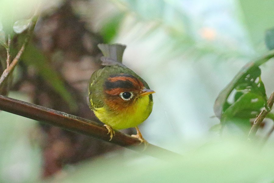 Yellow-breasted Warbler - ML616809889