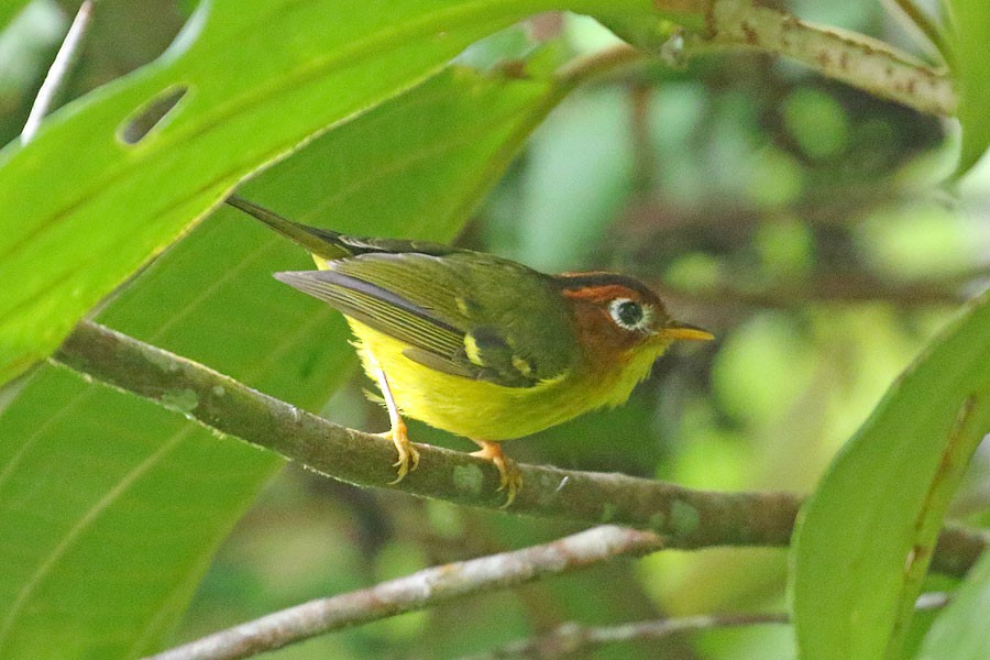 Yellow-breasted Warbler - ML616809890
