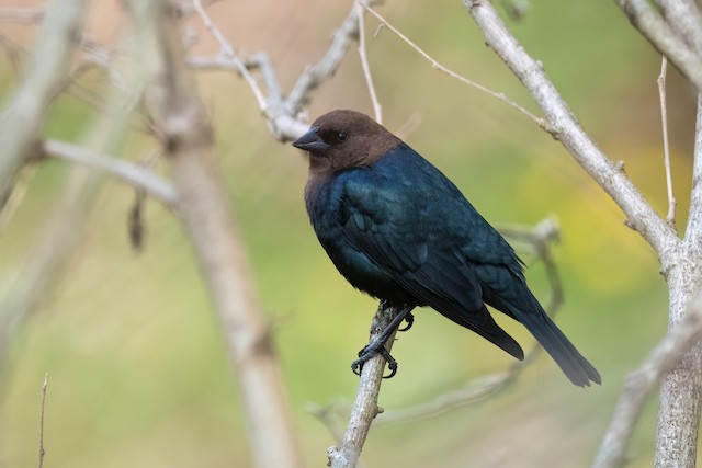 Brown-headed Cowbird