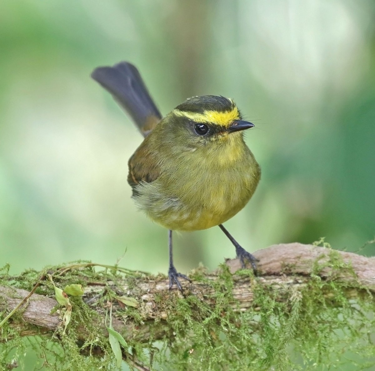 Yellow-bellied Chat-Tyrant - ML616809922