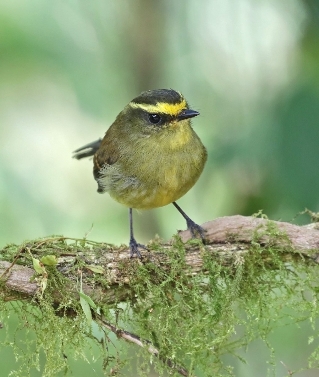 Yellow-bellied Chat-Tyrant - ML616810033