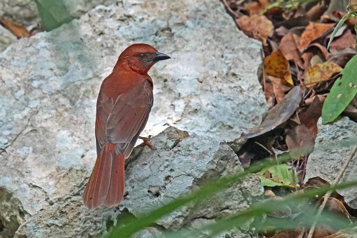 Red-throated Ant-Tanager - Doris Guimond et Claude Gagnon