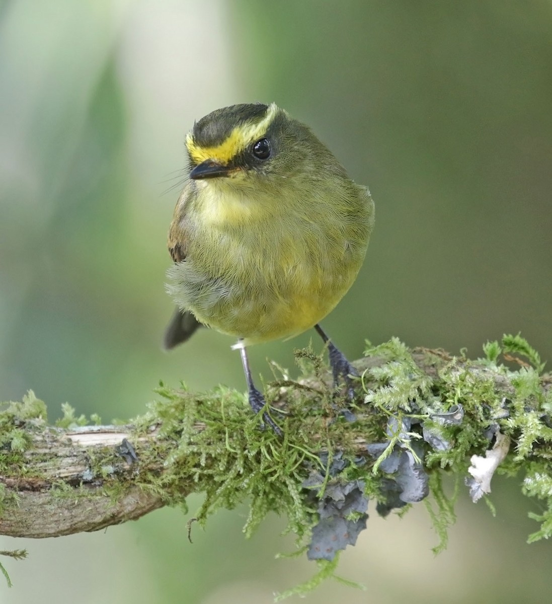 Yellow-bellied Chat-Tyrant - ML616810146