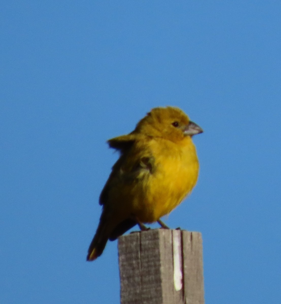 Puna Yellow-Finch - ML616810181