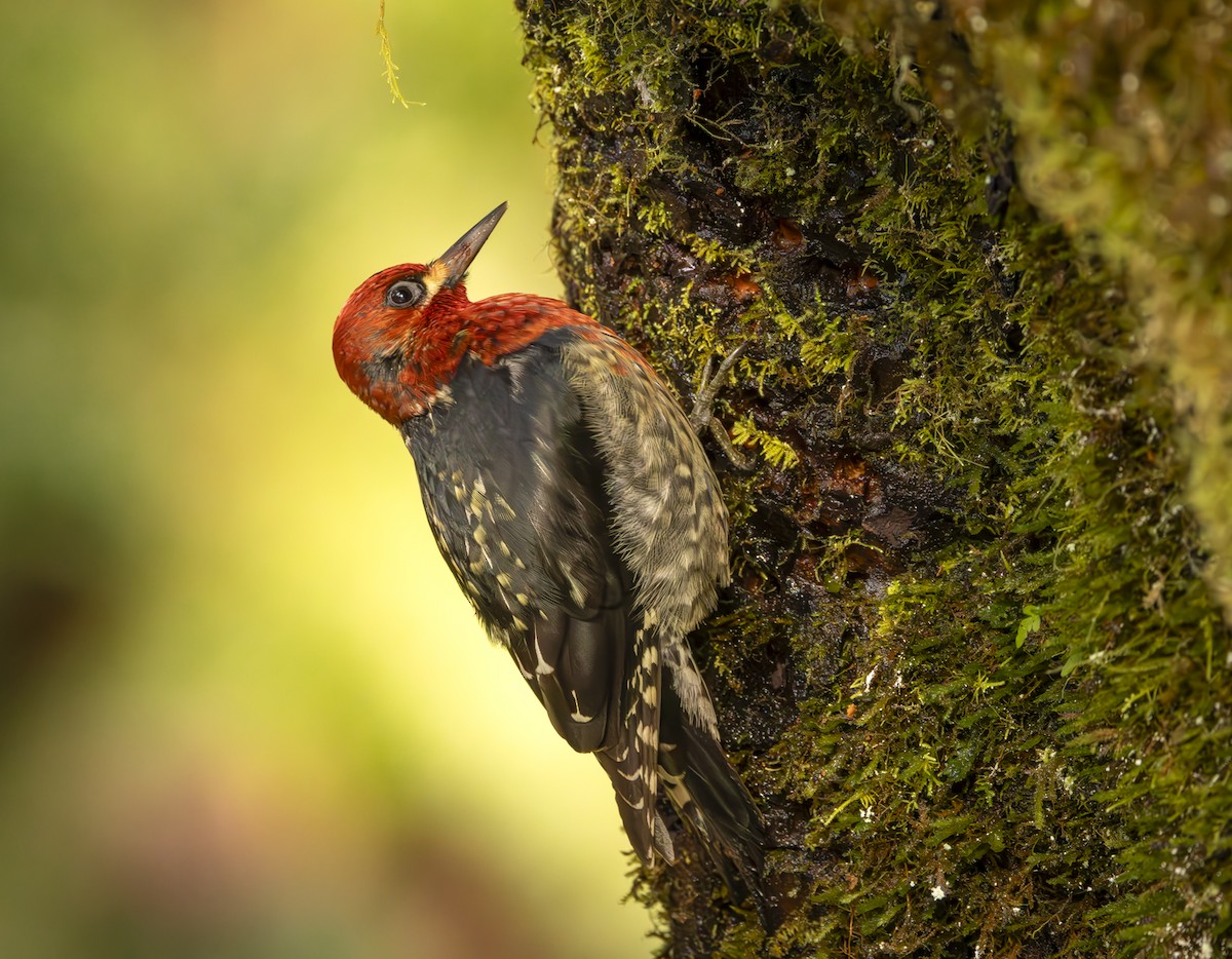 Red-breasted Sapsucker - ML616810218