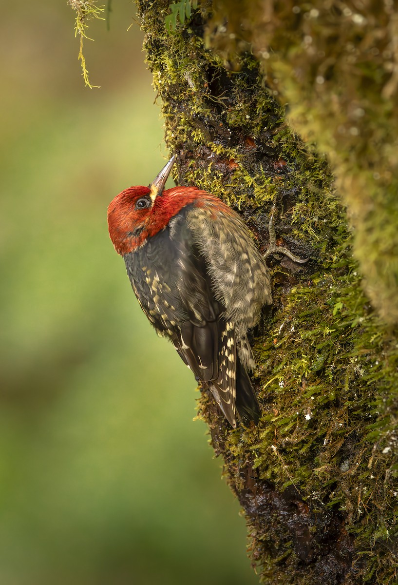 Red-breasted Sapsucker - ML616810219