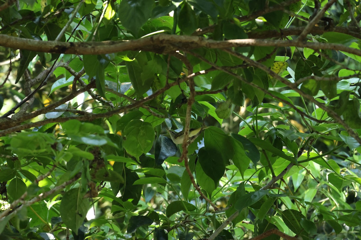 Ijima's Leaf Warbler - ML616810243