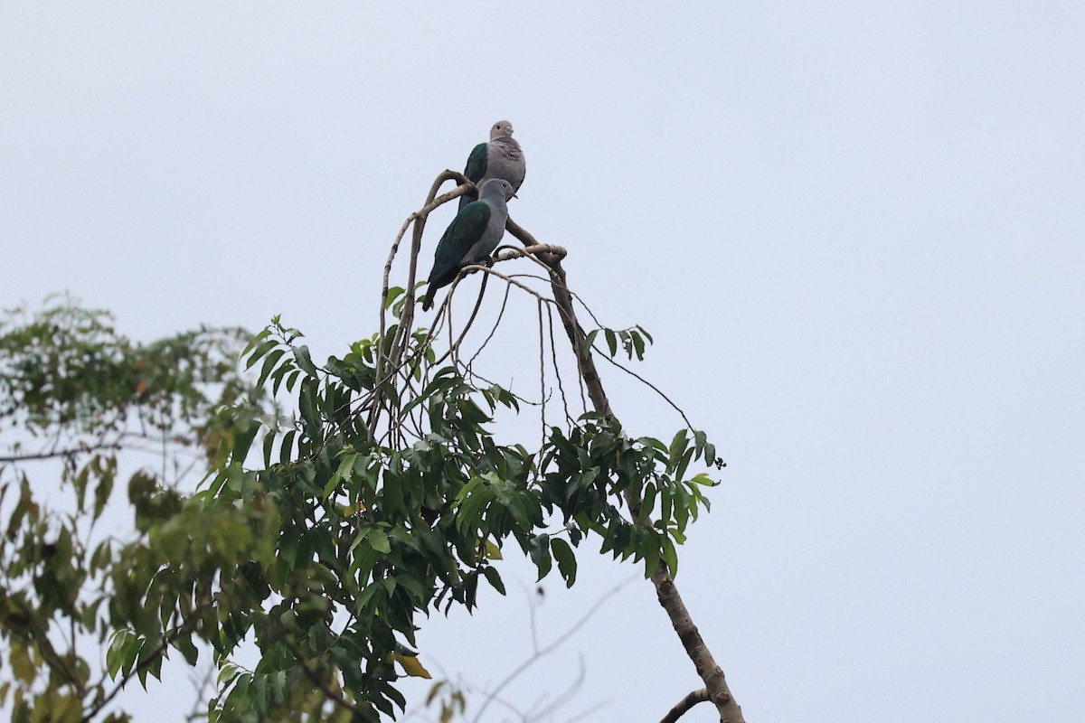 Green Imperial-Pigeon (Green) - ML616810261