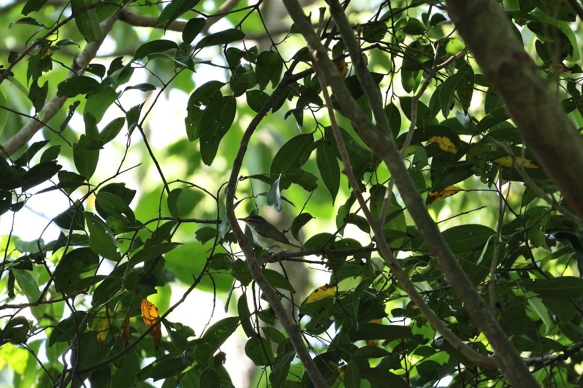 Ijima's Leaf Warbler - ML616810267