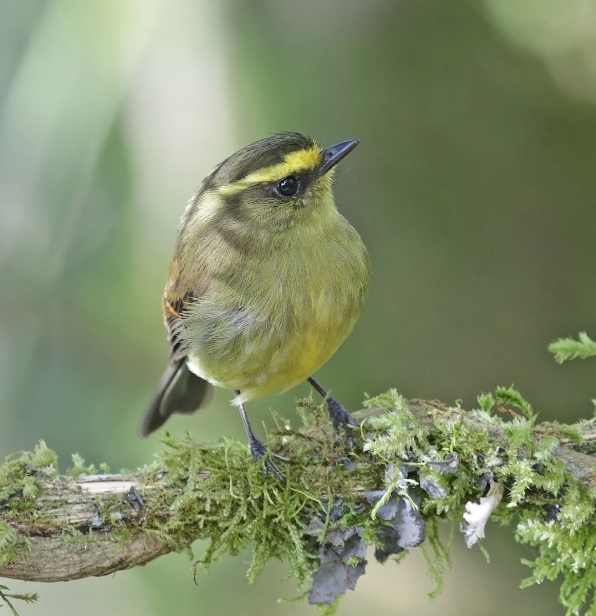 Yellow-bellied Chat-Tyrant - ML616810279