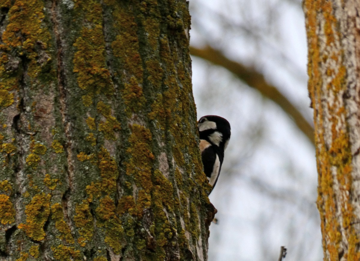 Great Spotted Woodpecker - ML616810282