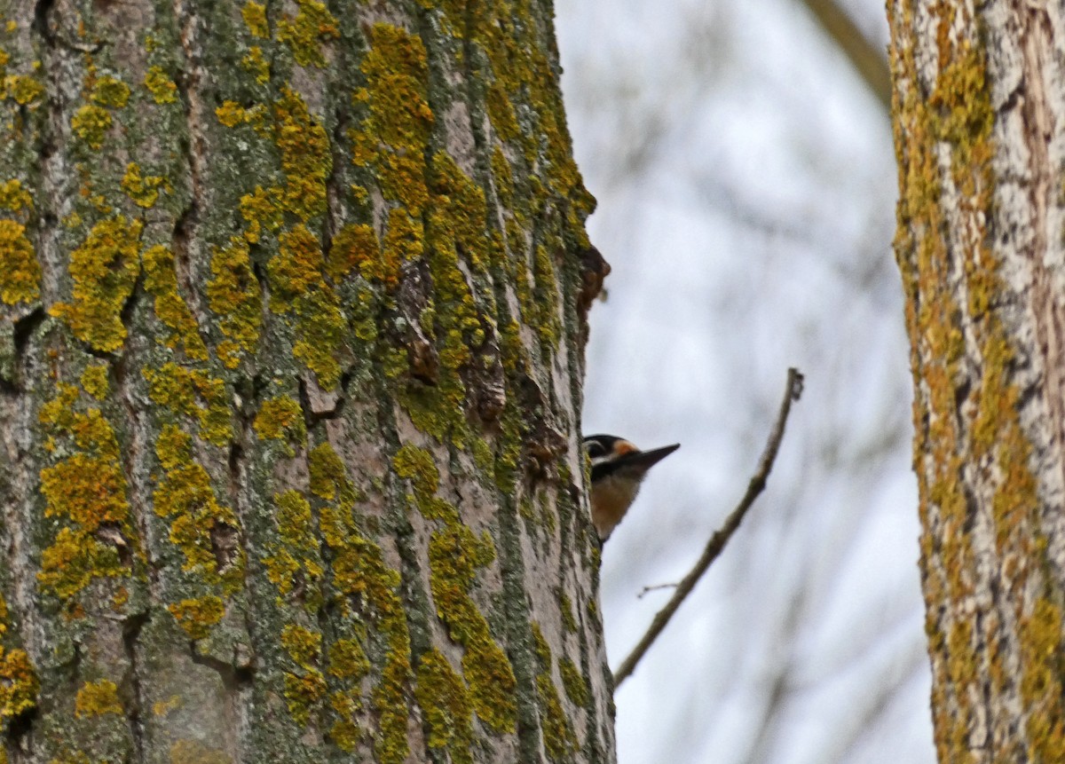 Great Spotted Woodpecker - ML616810293