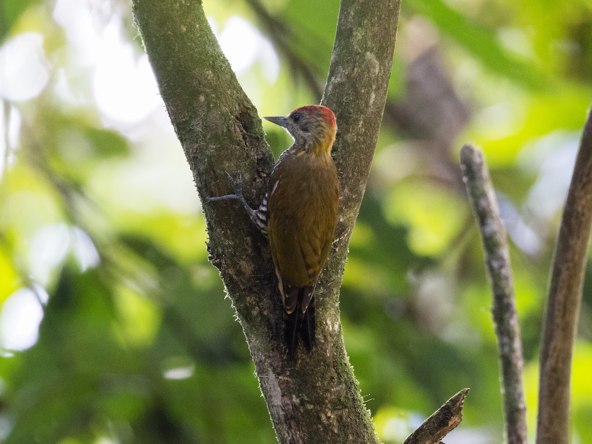 Red-stained Woodpecker - ML616810349