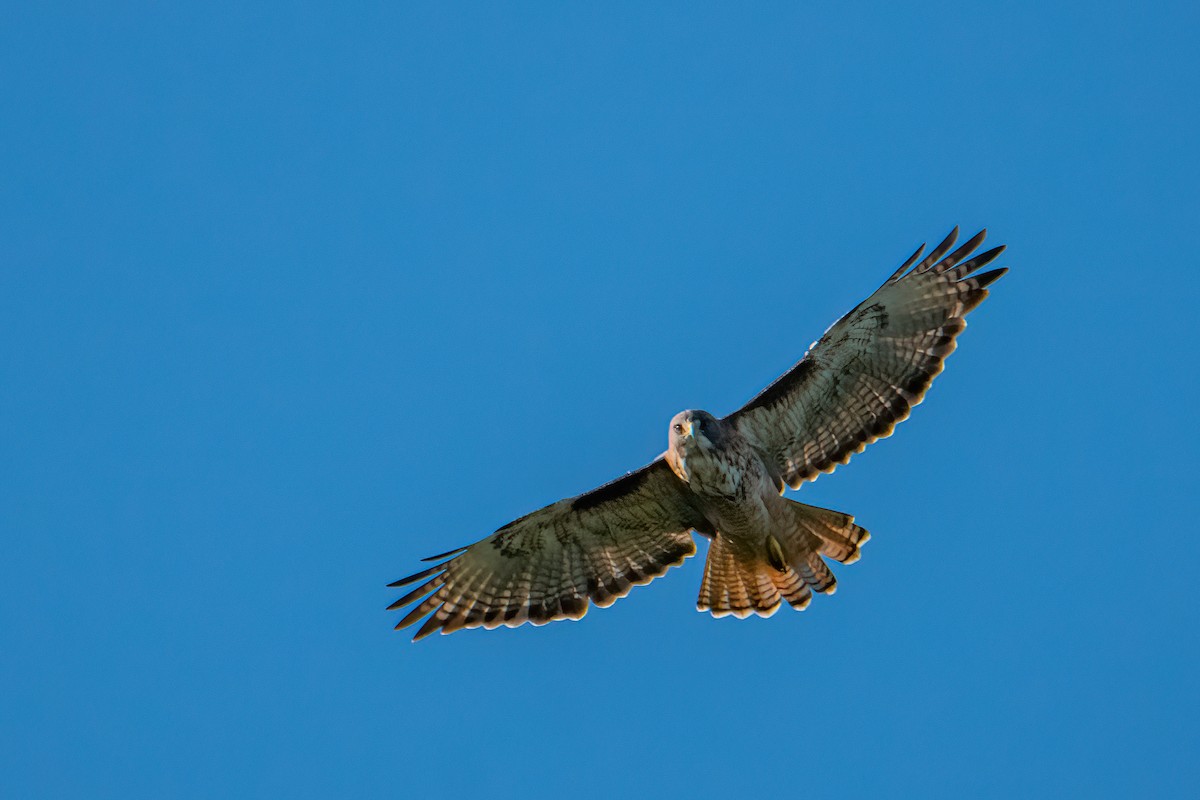 Rufous-tailed Hawk - DANIEL ESTEBAN STANGE FERNANDEZ