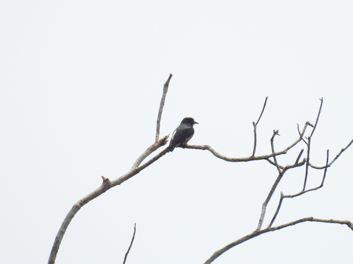 Swallow-winged Puffbird - ML616810399