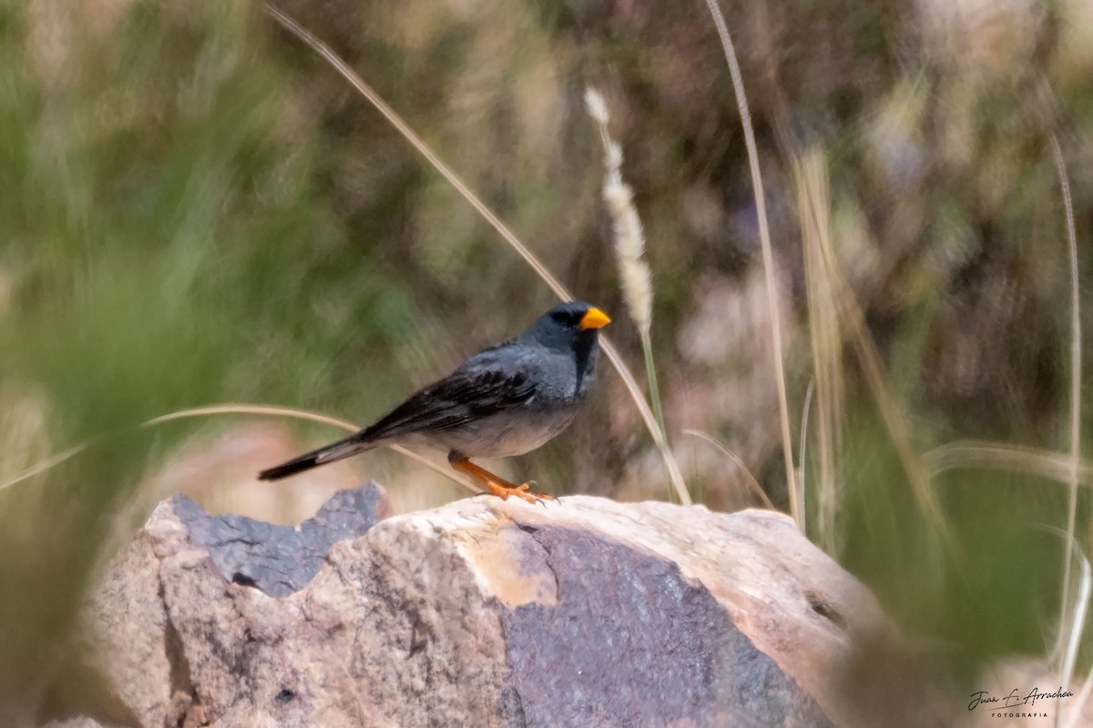 Band-tailed Sierra Finch - ML616810410