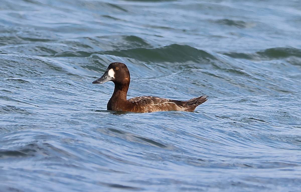 Greater/Lesser Scaup - ML616810417