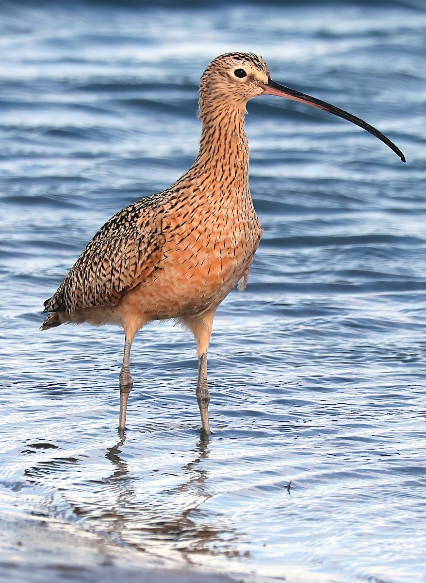 Long-billed Curlew - ML616810420