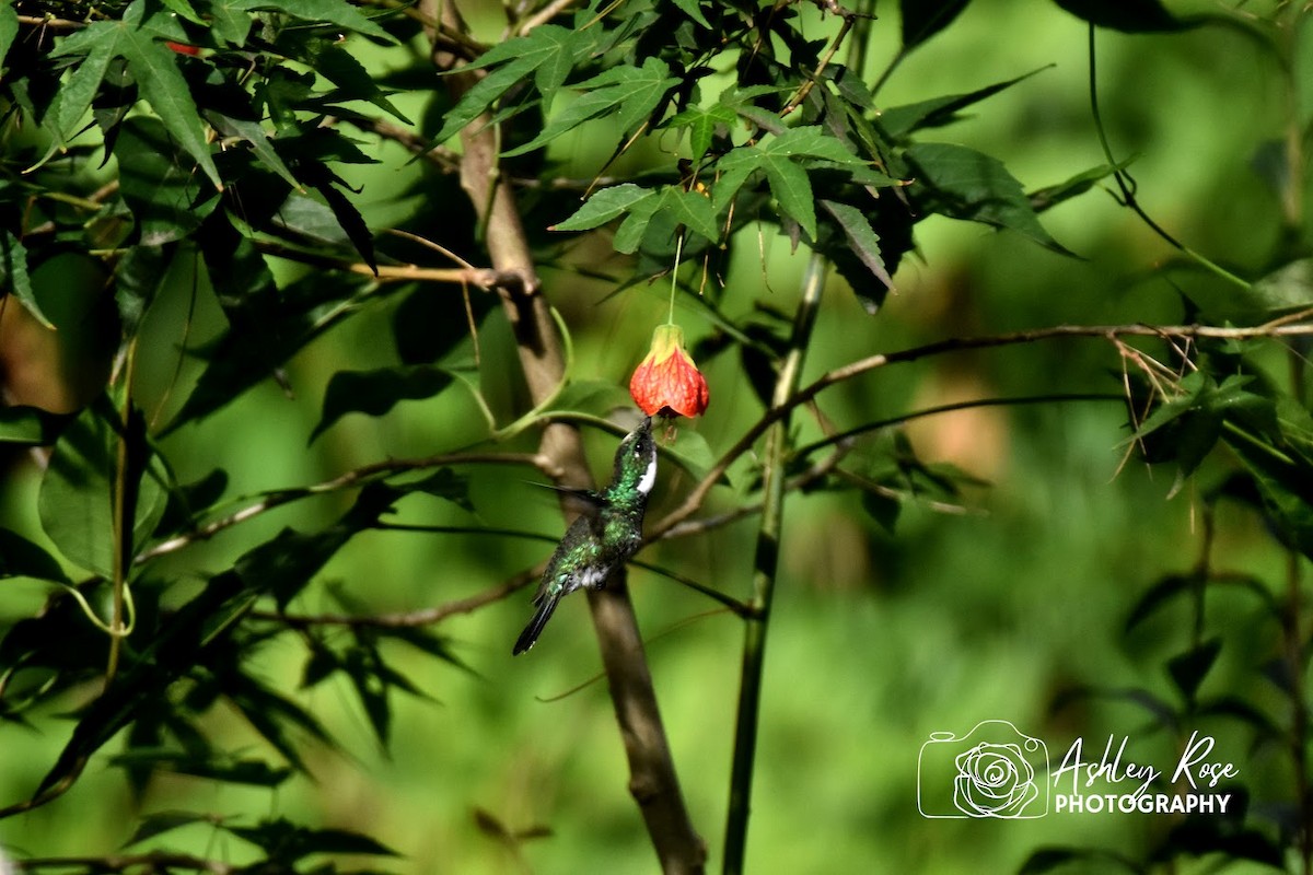 White-throated Hummingbird - Leigh Gay