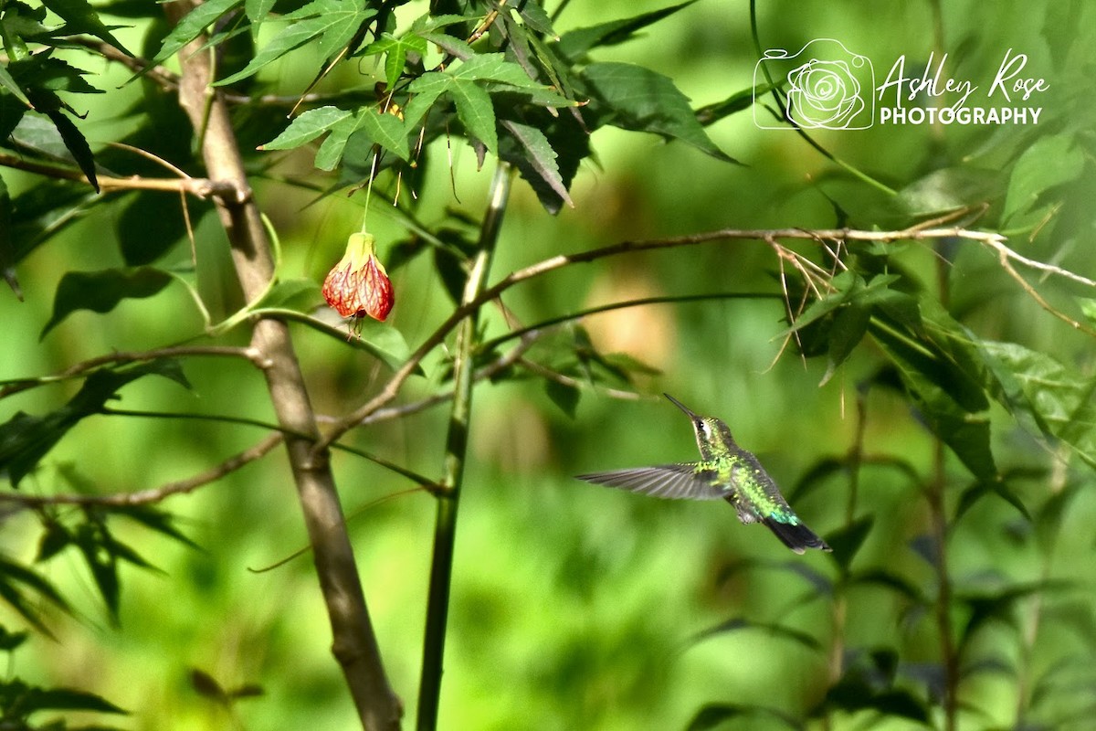 White-throated Hummingbird - ML616810454