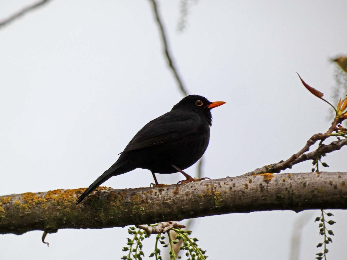 Eurasian Blackbird - ML616810459