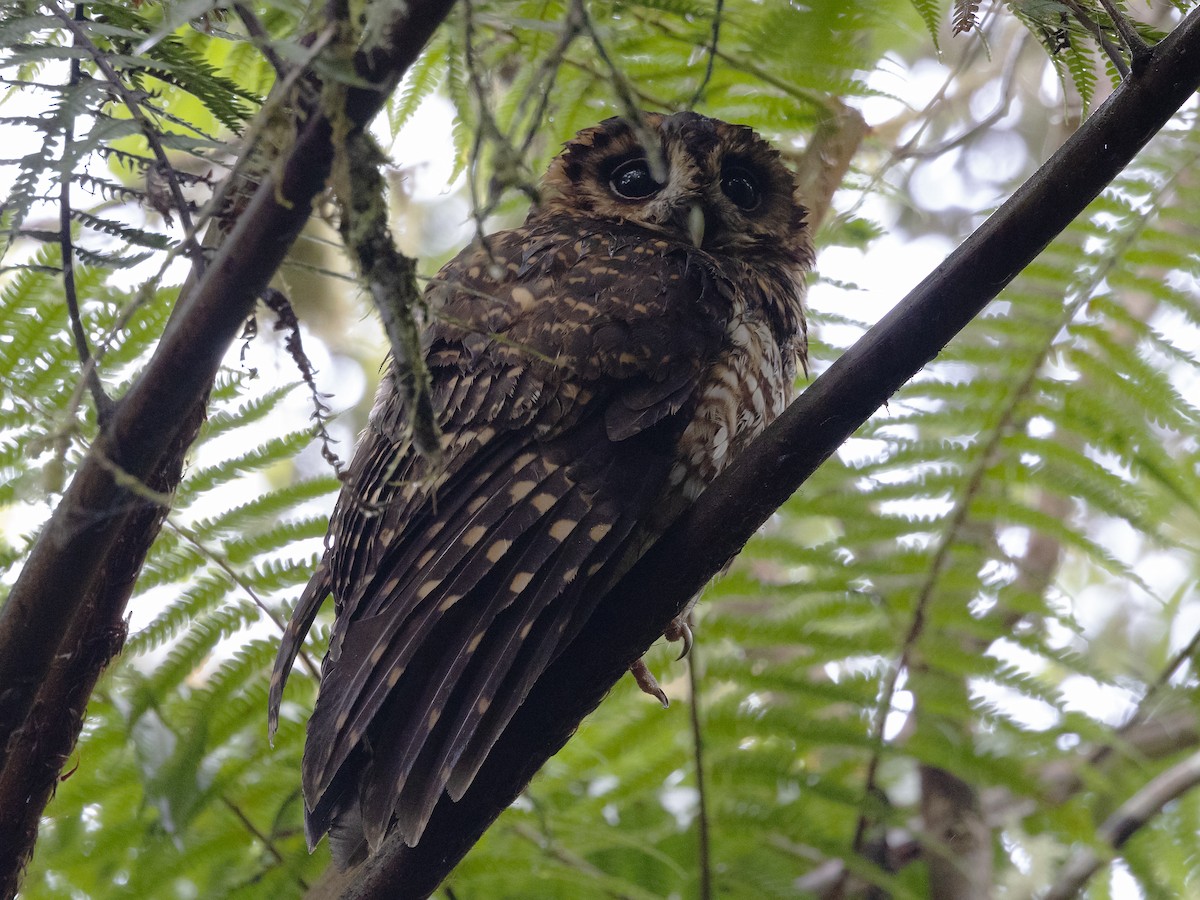 Rufous-banded Owl - ML616810507