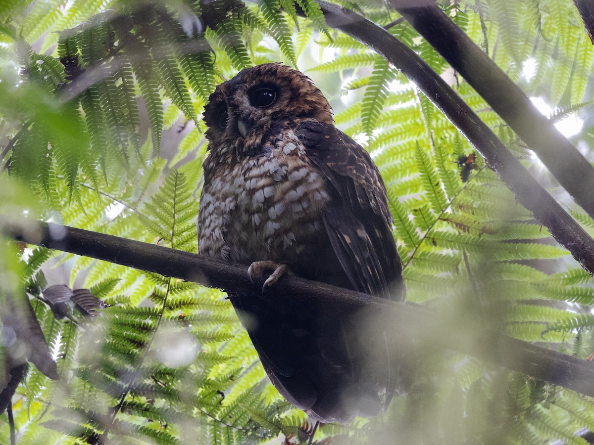 Rufous-banded Owl - ML616810509
