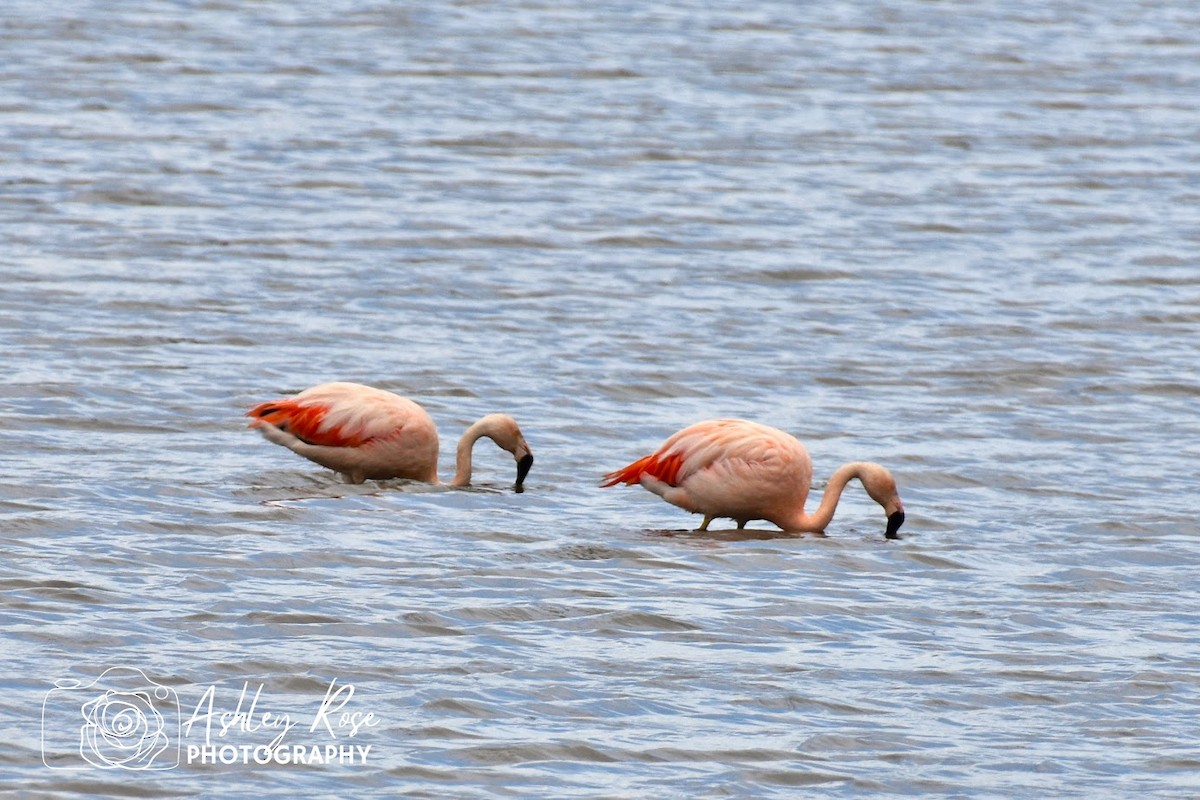 Chilean Flamingo - ML616810511