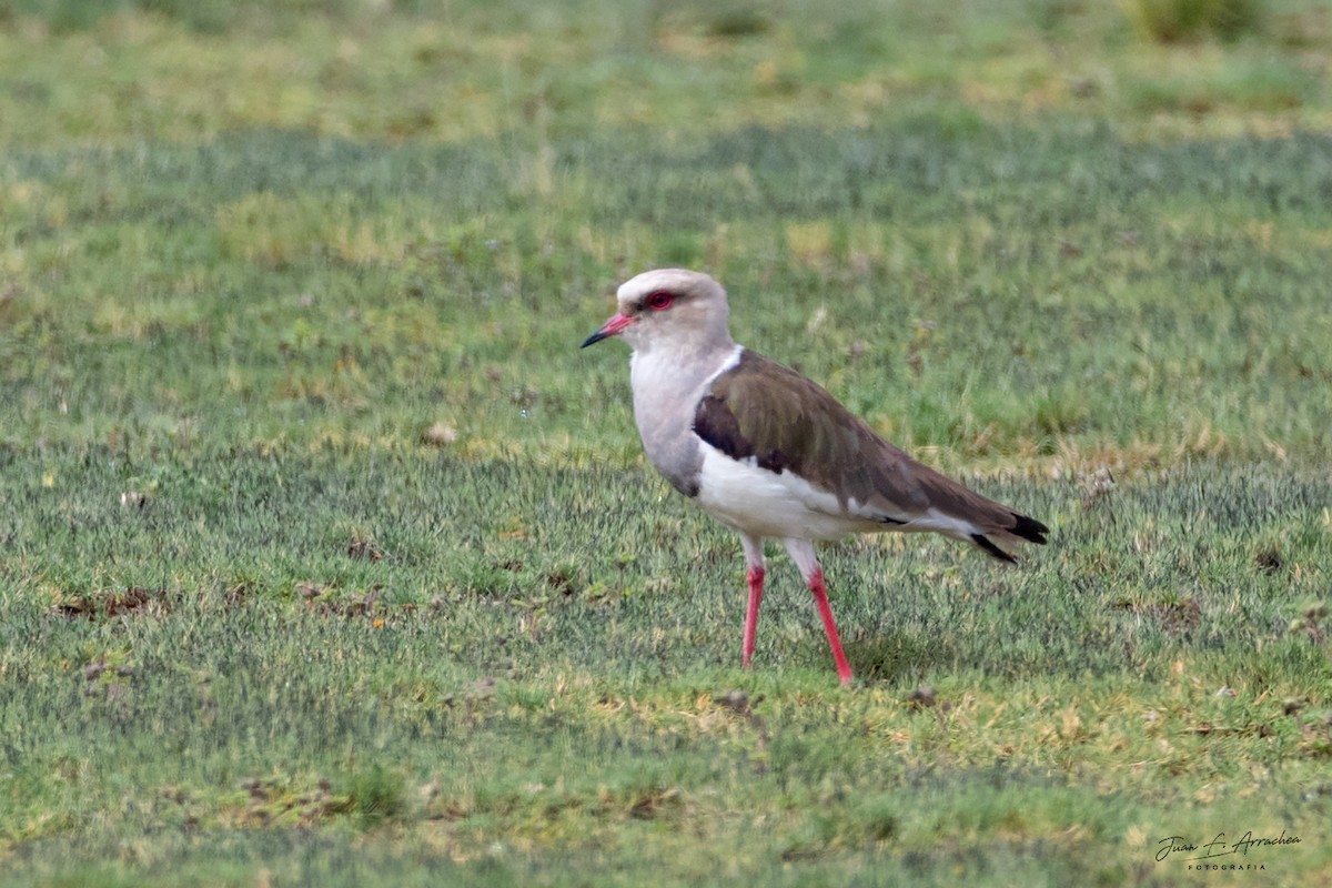 Andean Lapwing - ML616810527