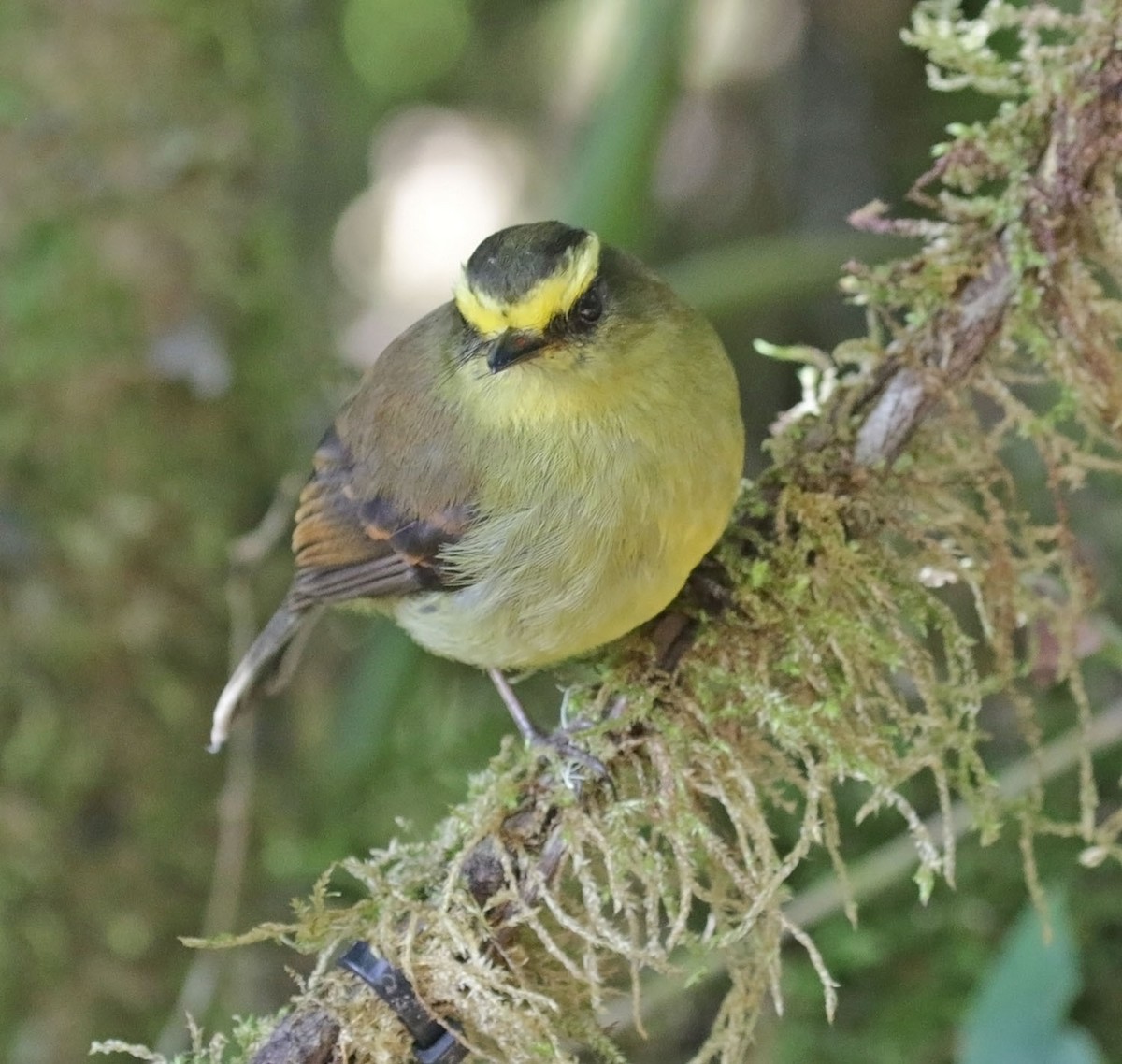 Yellow-bellied Chat-Tyrant - ML616810564