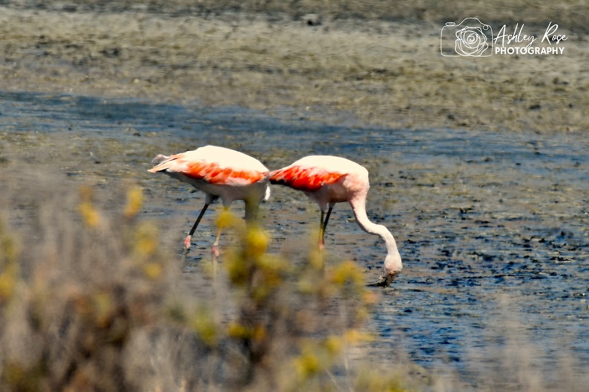Chilean Flamingo - ML616810568