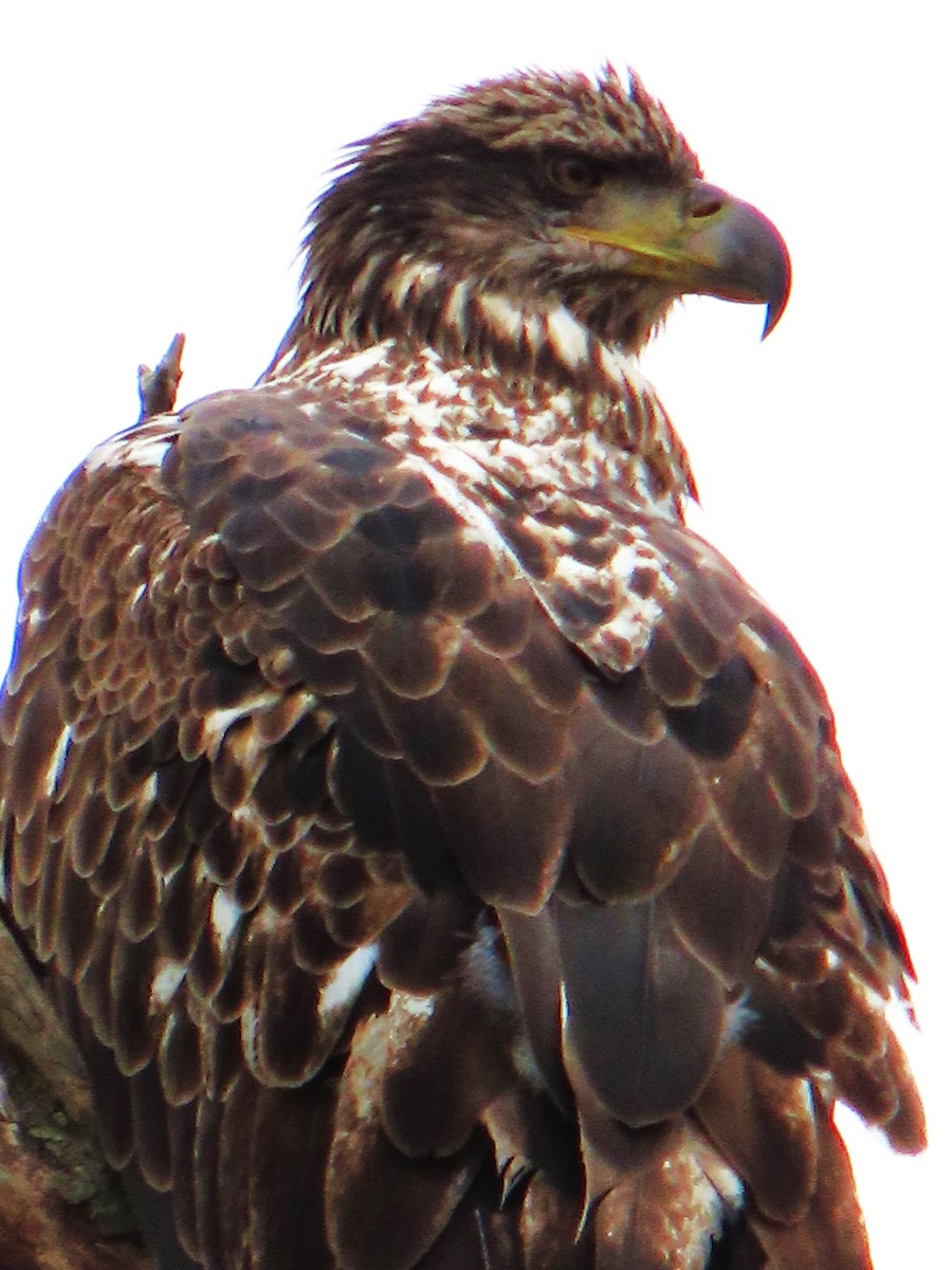 Bald Eagle - ML616810604