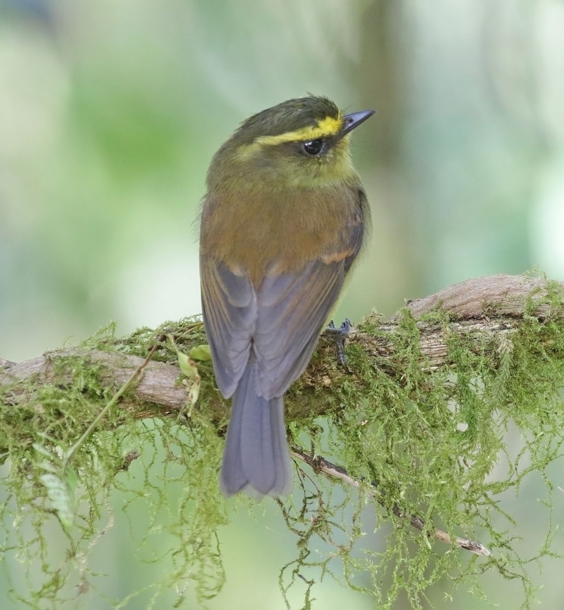 Yellow-bellied Chat-Tyrant - ML616810660