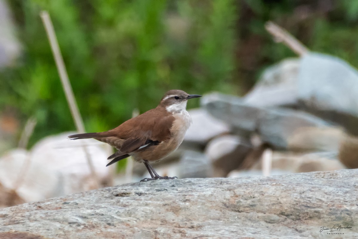 White-winged Cinclodes - ML616810720