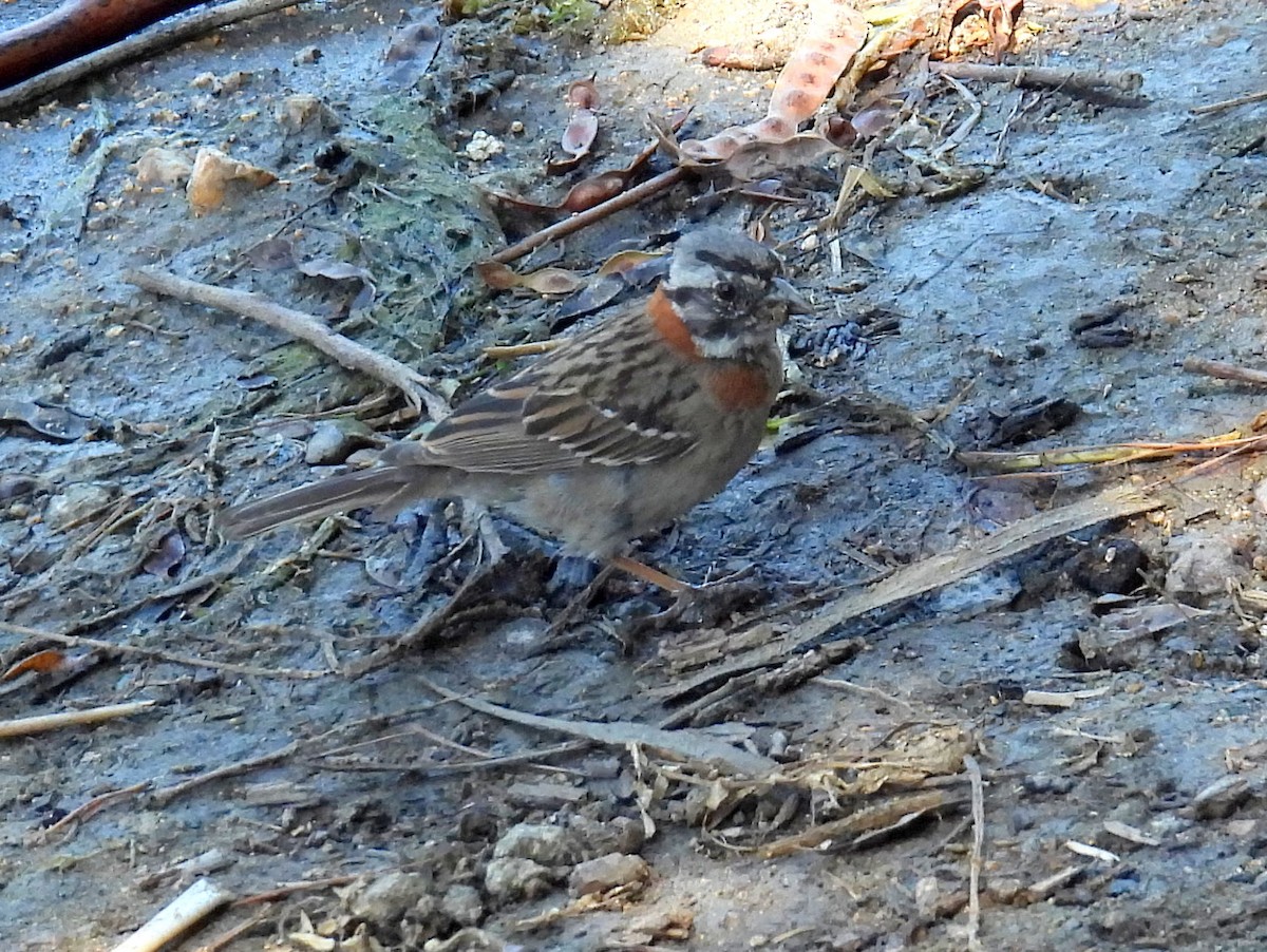 Rufous-collared Sparrow (Rufous-collared) - bob butler