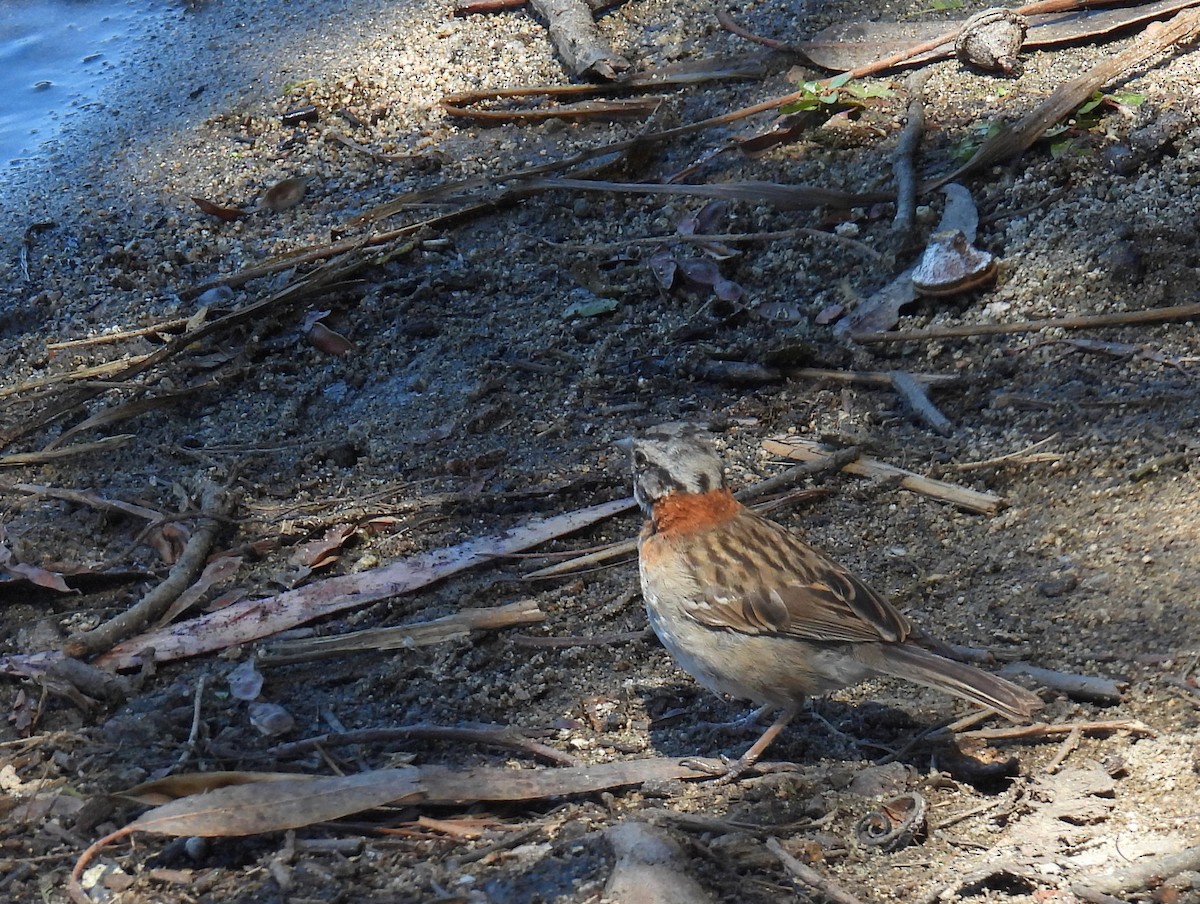 Rufous-collared Sparrow (Rufous-collared) - ML616810726