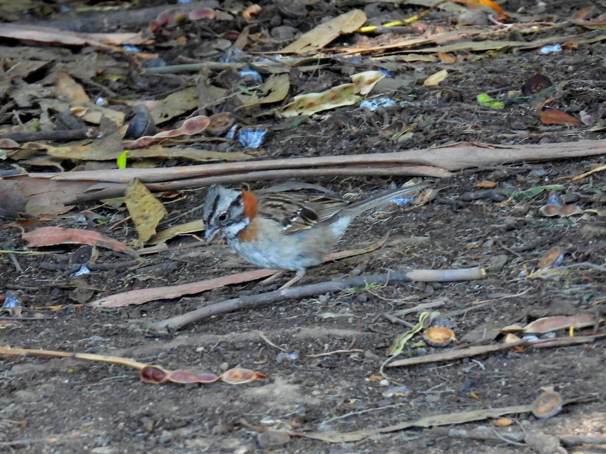 Rufous-collared Sparrow (Rufous-collared) - ML616810727