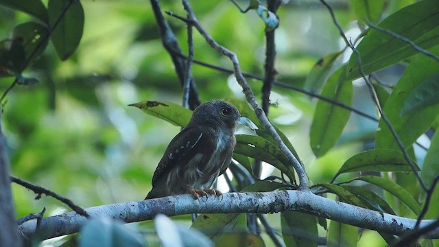 Amazonian Pygmy-Owl - ML616810762
