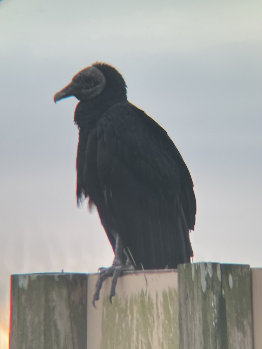 Black Vulture - ML616810873