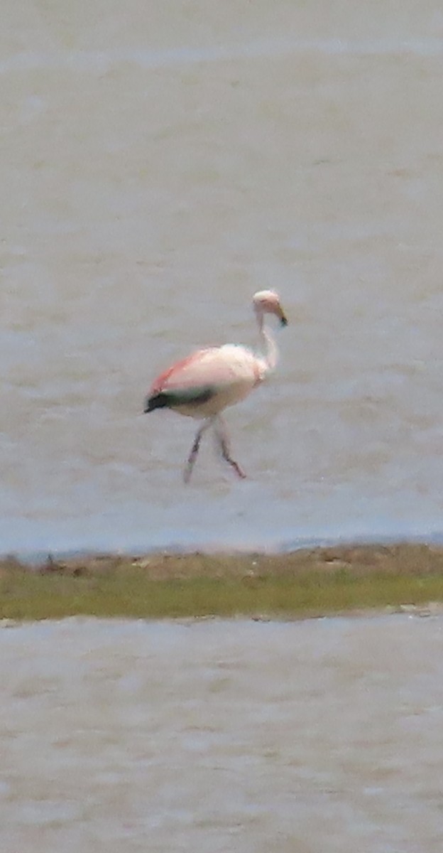 Andean Flamingo - ML616810894