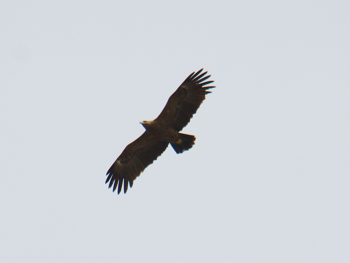 Lesser Spotted Eagle - ML616810897