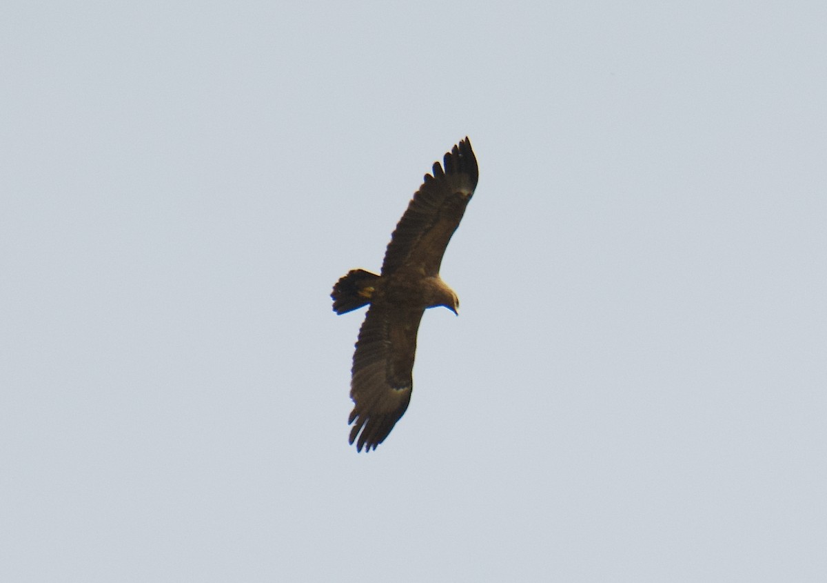 Lesser Spotted Eagle - ML616810898