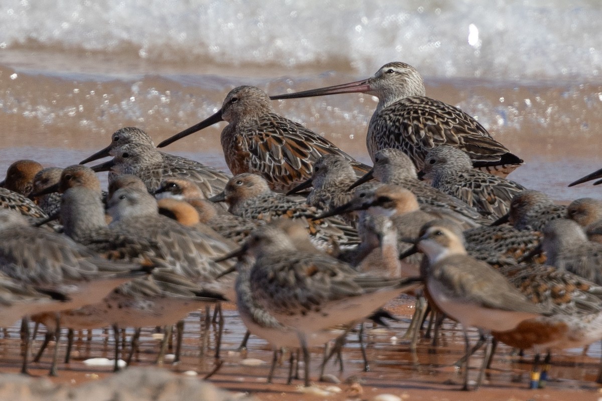 Asian Dowitcher - ML616810933