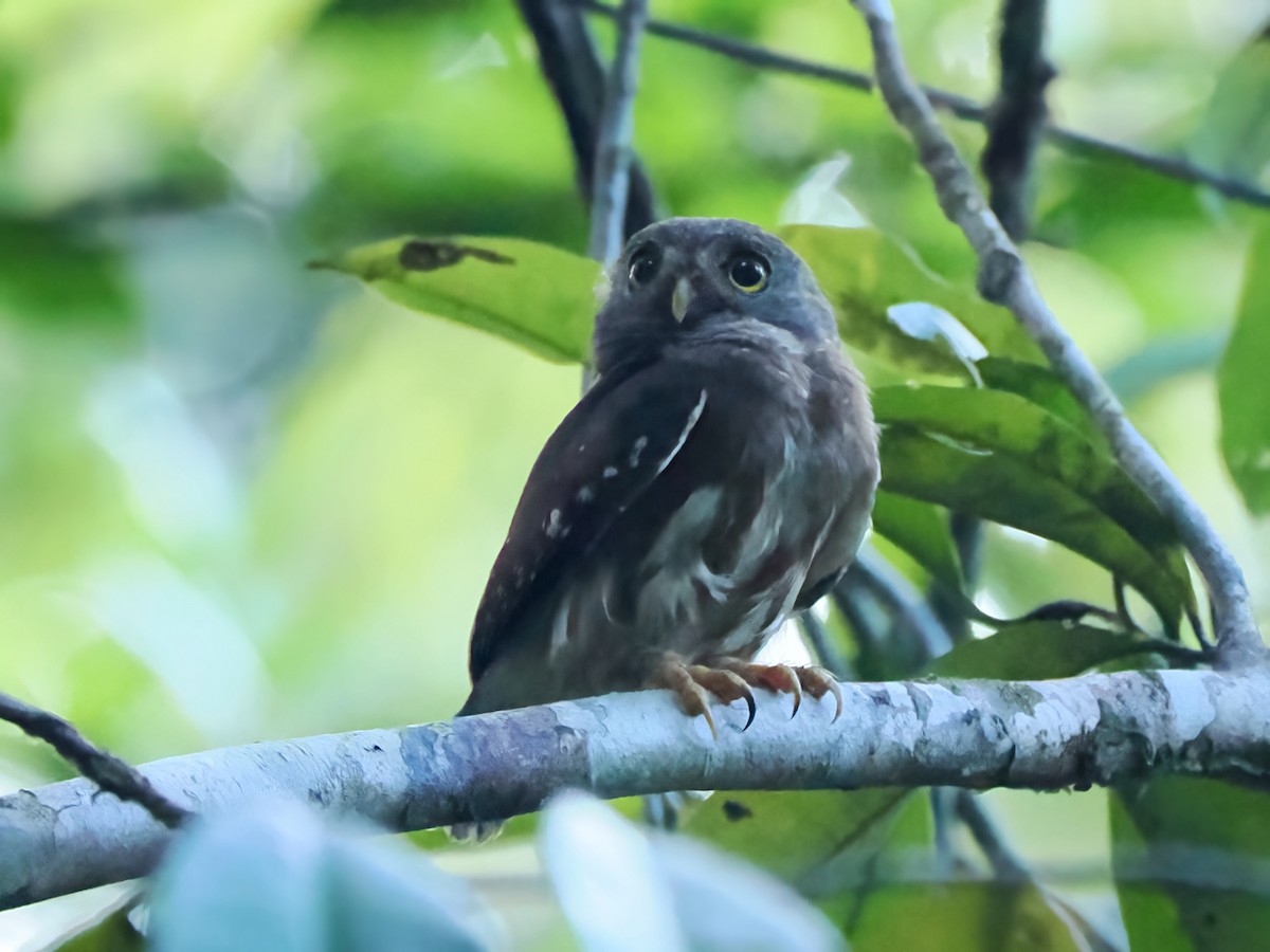 Amazonian Pygmy-Owl - ML616810977