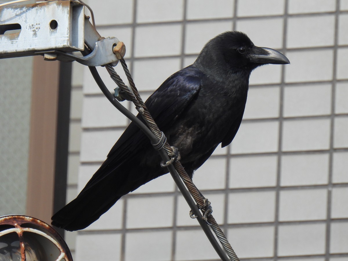 Large-billed Crow - ML616810998