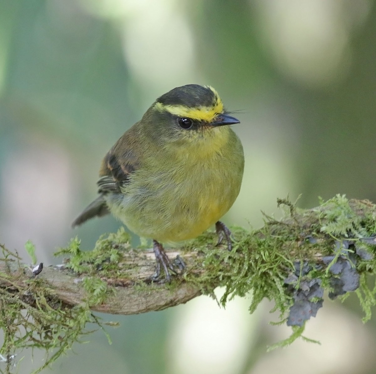 Yellow-bellied Chat-Tyrant - ML616811085