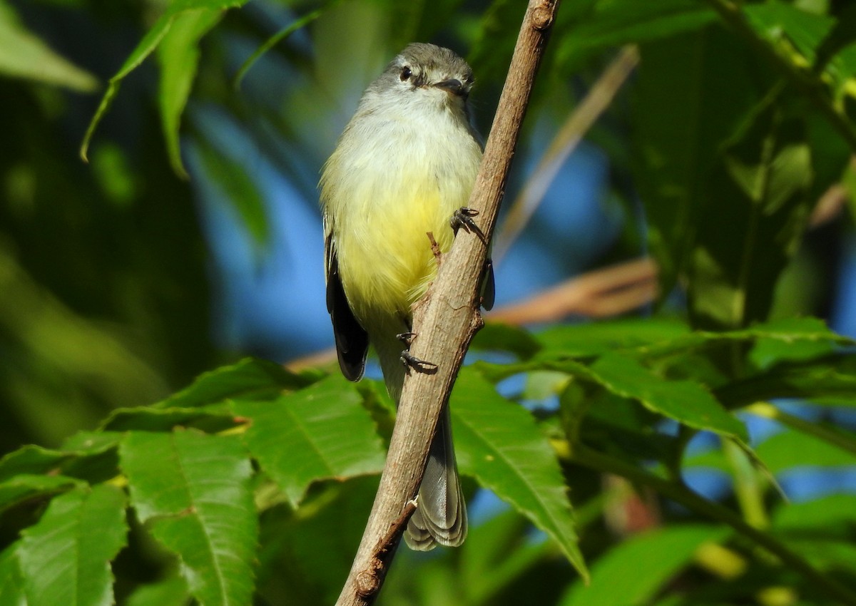 Southern Mouse-colored Tyrannulet - Julio Cesar Filipino