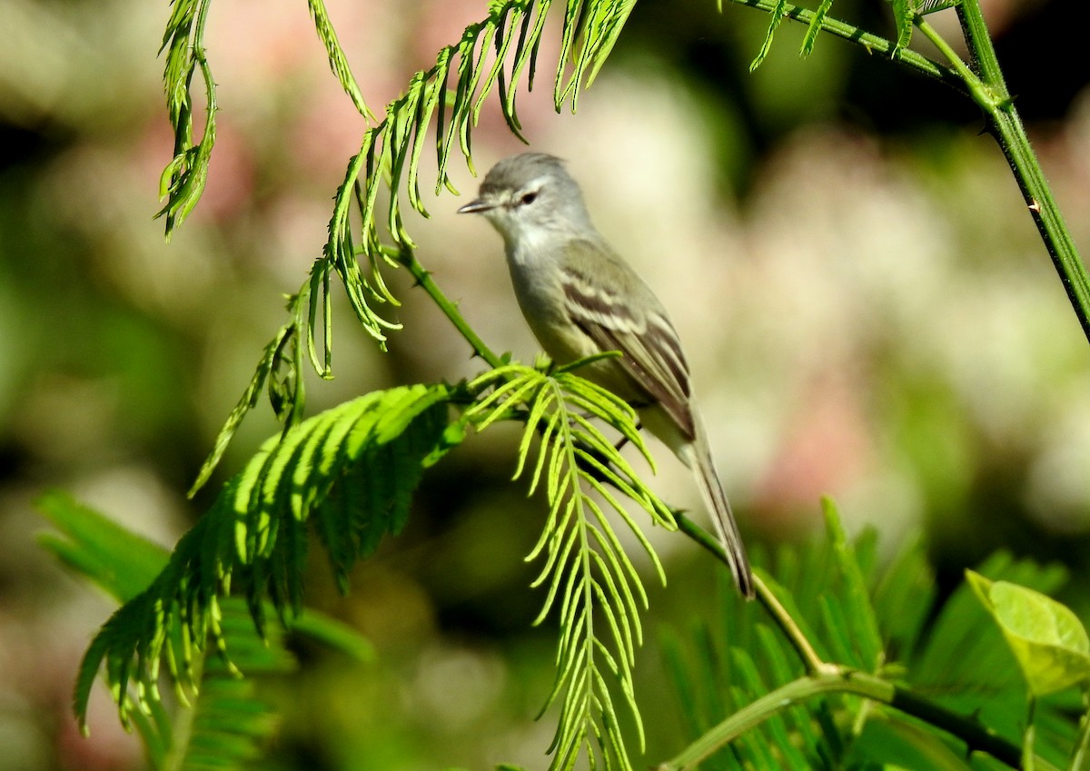 Southern Mouse-colored Tyrannulet - ML616811118