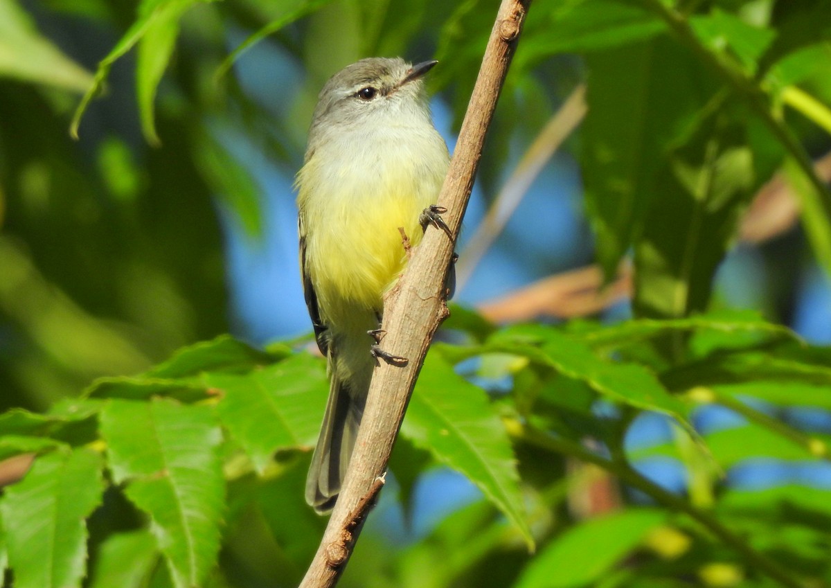 Southern Mouse-colored Tyrannulet - ML616811119