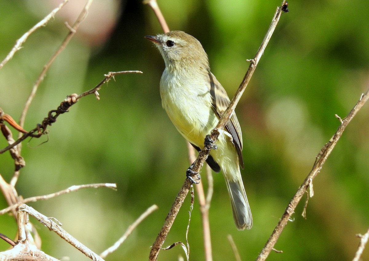 Southern Mouse-colored Tyrannulet - ML616811120